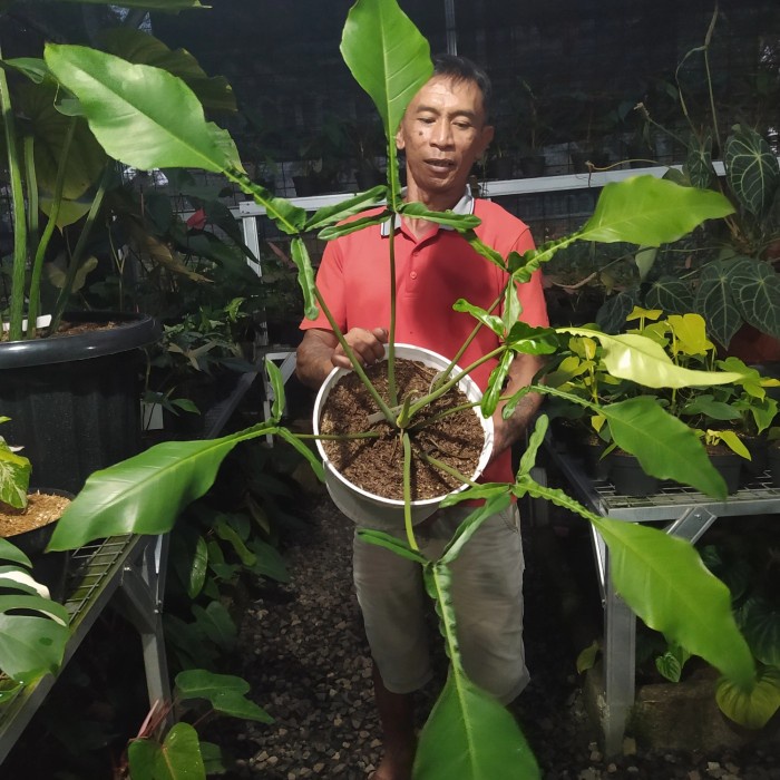 PHILODENDRON JOEPII INDUKAN ORIGINAL