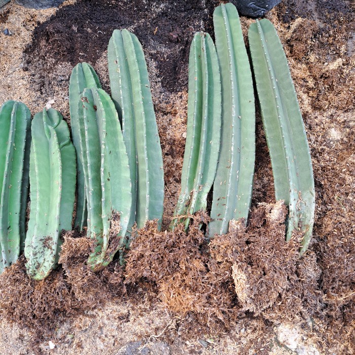 TANAMAN KAKTUS KOBOI SUDAH BERAKAR ORIGINAL