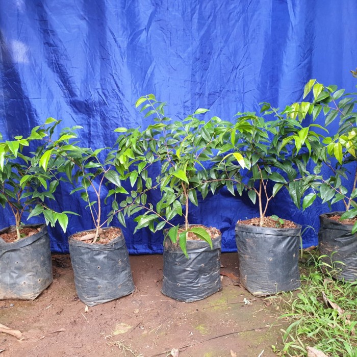 ESCARLATE HYBRID JABOTICABA SUPER GENJAH ORIGINAL