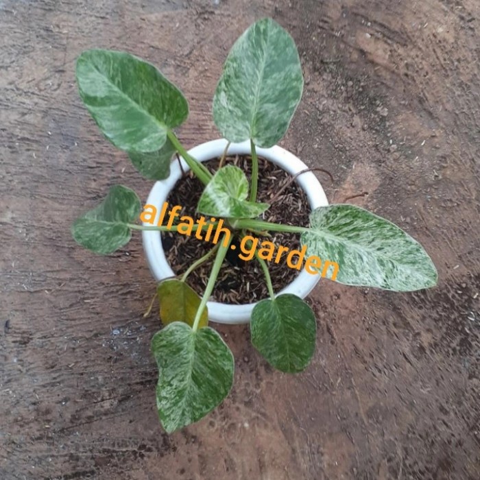 PHILODENDRON GIGANTEUM VARIEGATA ORIGINAL