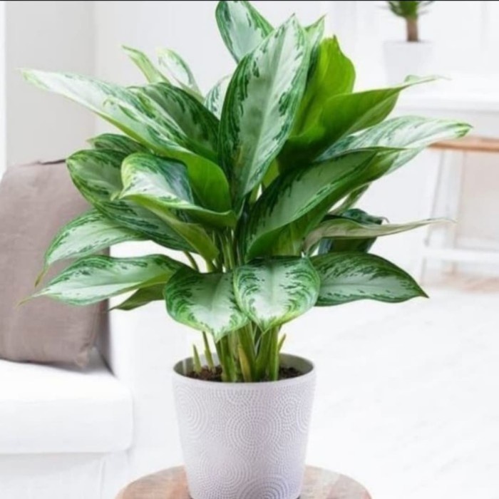 TANAMAN HIAS AGLONEMA SRI REJEKI PLUS POT ORIGINAL