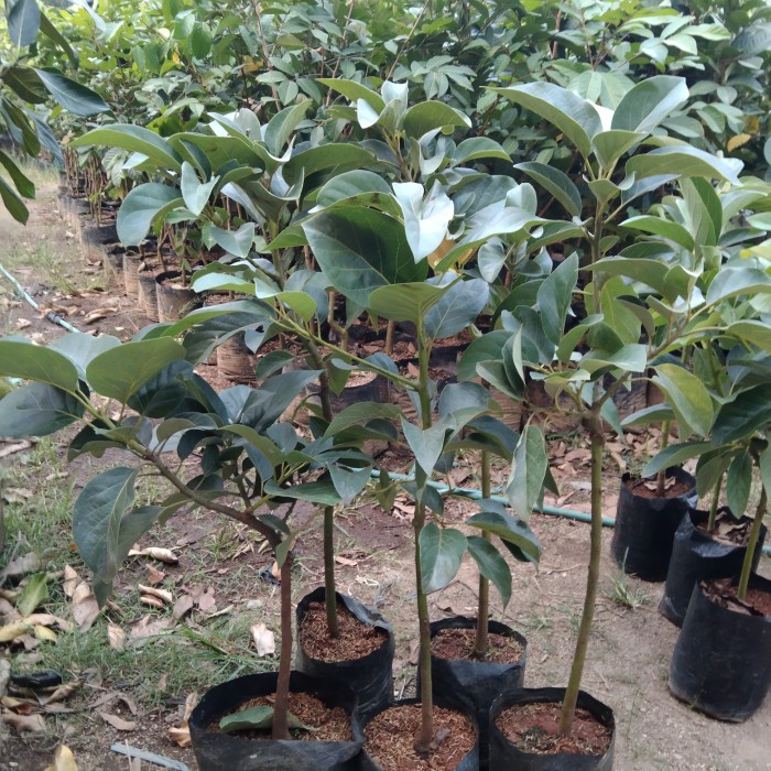 BIBIT POHON ALPUKAT , MIKI,KENDIL,WINA,ALIGATOR,PELUANG ORIGINAL