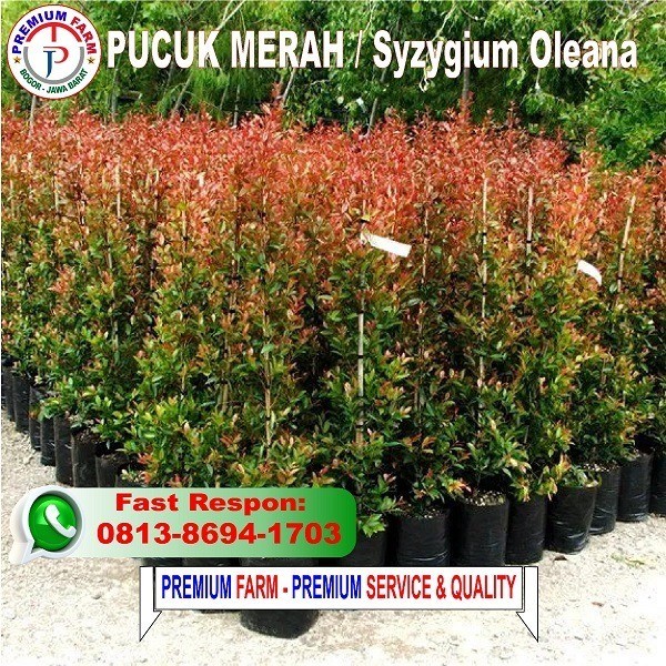 BIBIT PUCUK MERAH / BIBIT POHON PUCUK MERAH / POHON PUCUK MERAH ORIGINAL