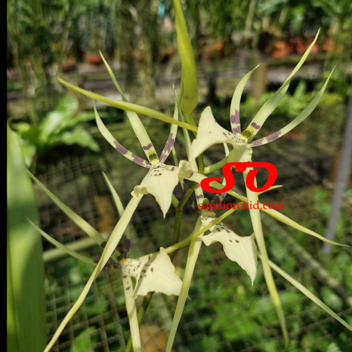 ( SPIKE / BERBUNGA ) BRASSIA ARCUIGERA ORIGINAL