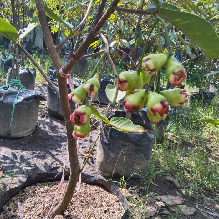 JAMBU AIR KINGROSE SUDAH BERBUAH . ORIGINAL