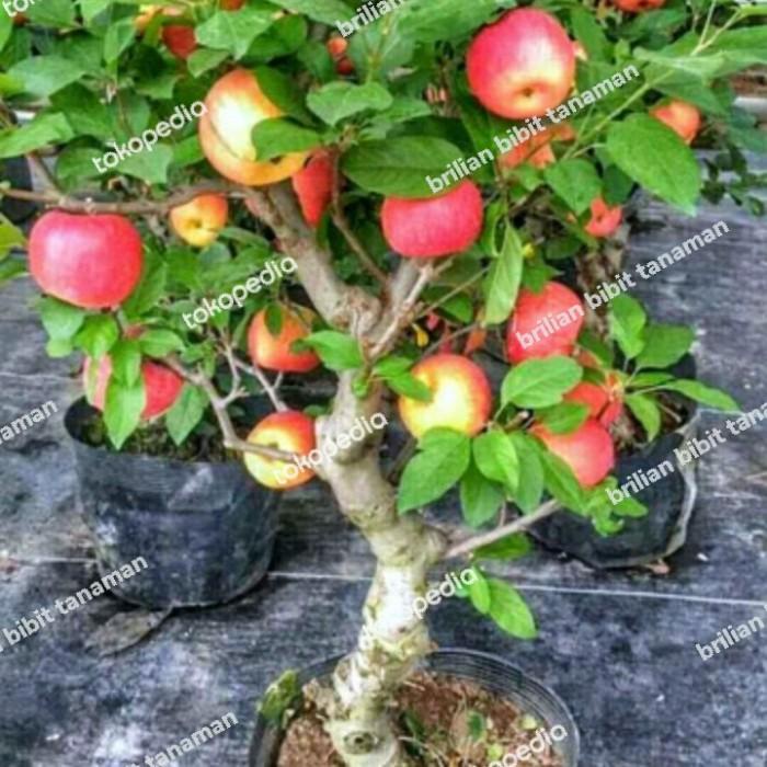 Bibit Tanaman Apel Merah Cangkok Batang Besar Cepat Berbuah