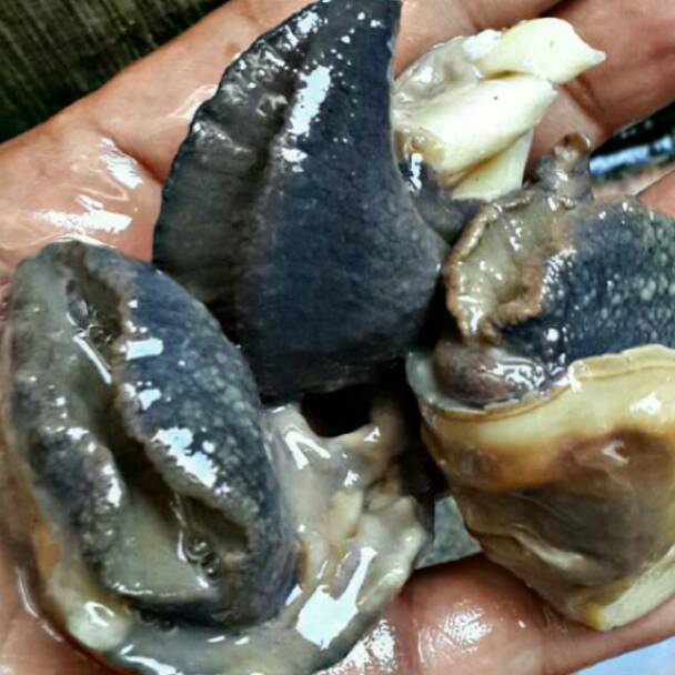 

(O ✔I㊖Z] Daging Bekicot 02 eksport Quality /pasti.dikiriim!