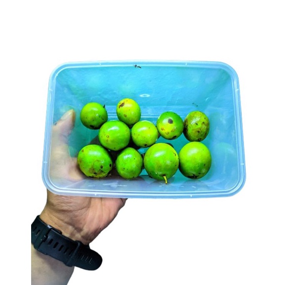 

[J ✔K㊖Q) Buah Jatake Gandaria 250gr /kekiniaan..