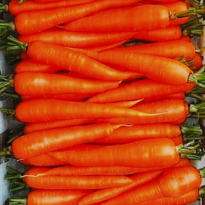 

Wortel Import Berastagi, Wortel Import [1KG]