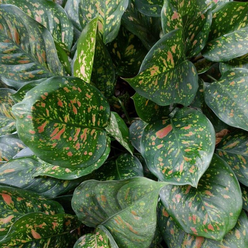 Aglonema Ruby Ciangmay