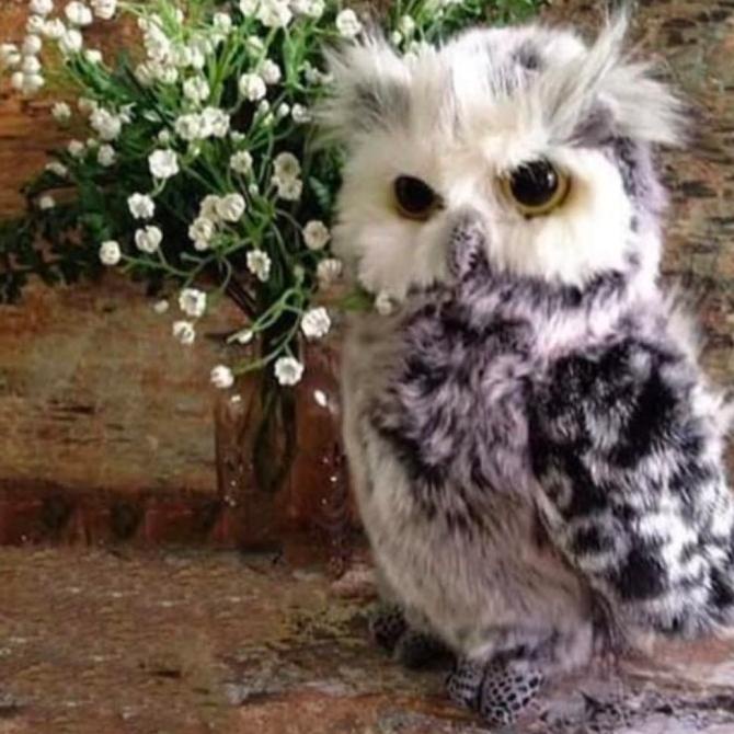 Boneka Burung Hantu Buffy Fish Owl