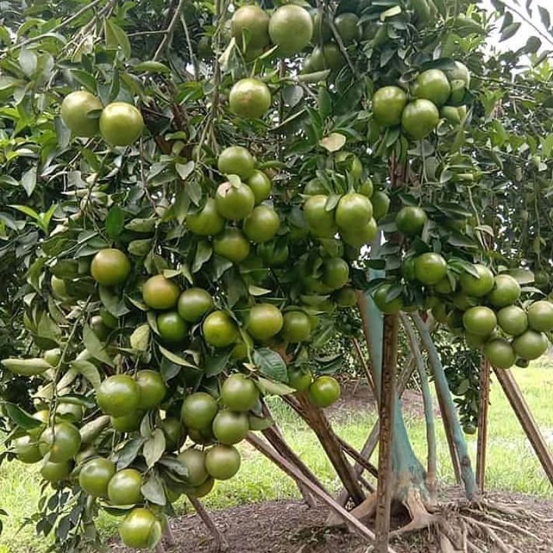 Bibit Buah Jeruk Keprok