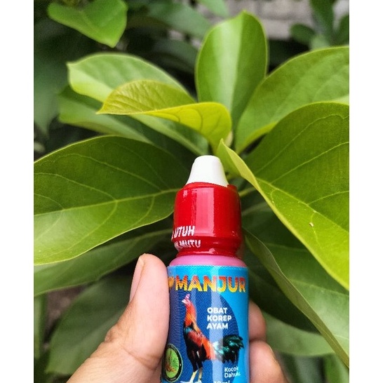 Terlaris obat korep ayam aduan G60 ➤