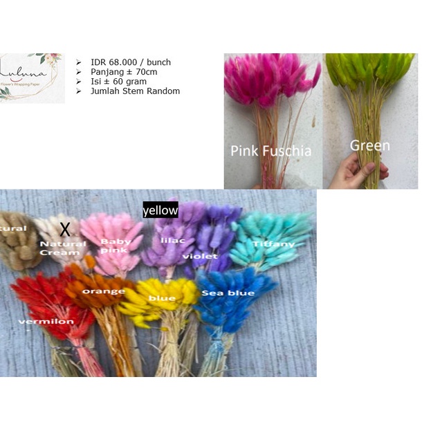 Lagurus / Bunny Tail / dried flower / bunga kering
