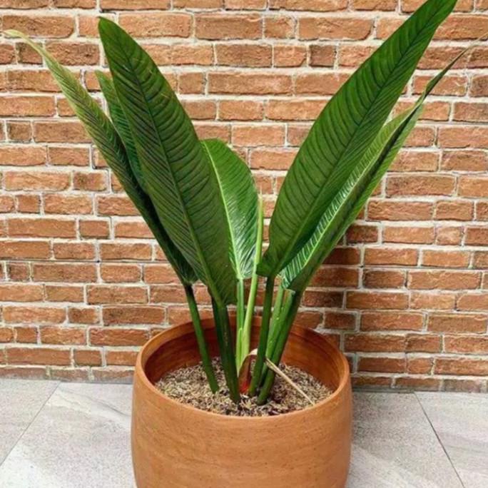 SALE Tanaman hias philodendron lynette philo linet tanaman indoor Termurah