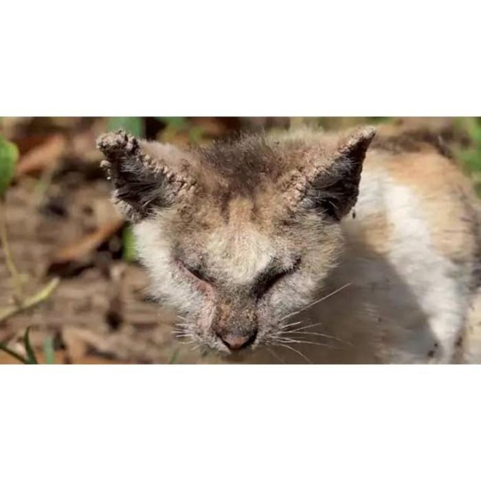 TERLARIS OBAT SCABIES DEMODEX ANJING KUCING PARASIT GATAL BERKERAK