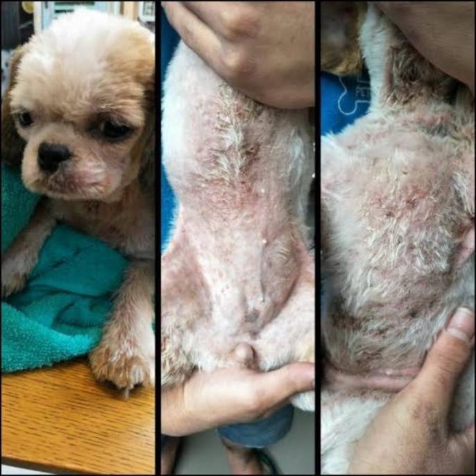 ORIGINAL OBAT SCABIES DEMODEX ANJING KUCING PARASIT GATAL BERKERAK
