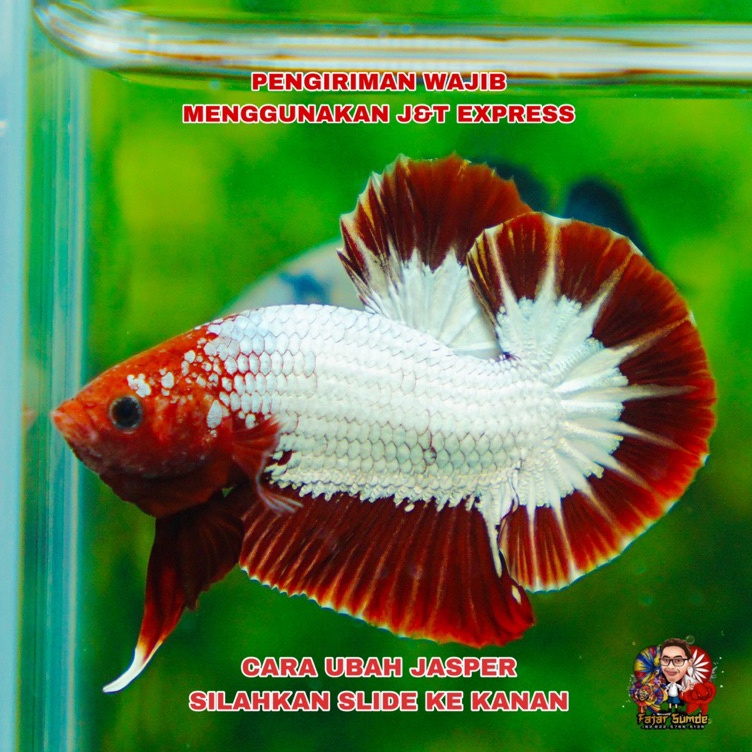 Paling Popular❋ FCCP Red dan Orange Head Best Seller Top Grade 10k P99