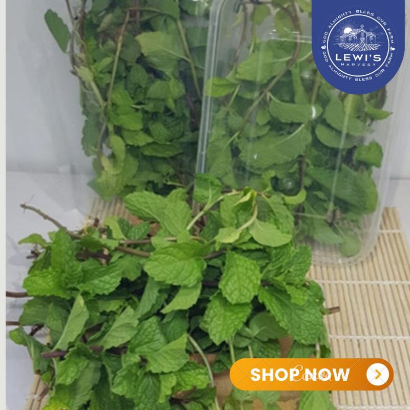 

Daun Mint/ Mint Leaves Fresh 100gr