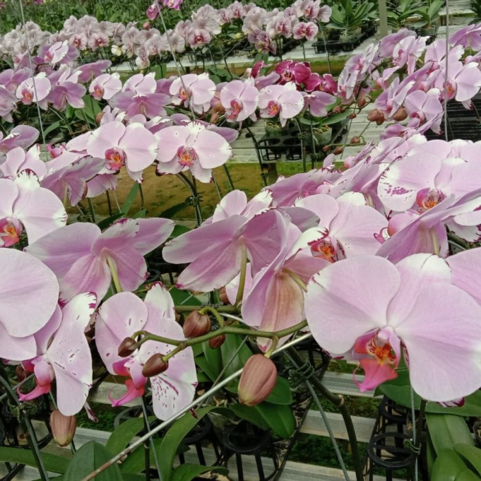 Anggrek Bulan Putih Pink Pot Mini 2