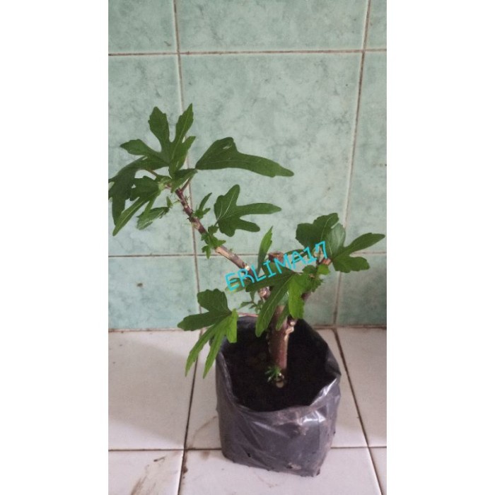 Bibit Daun Gedi Merah Obat Herbal Pohon Hidup