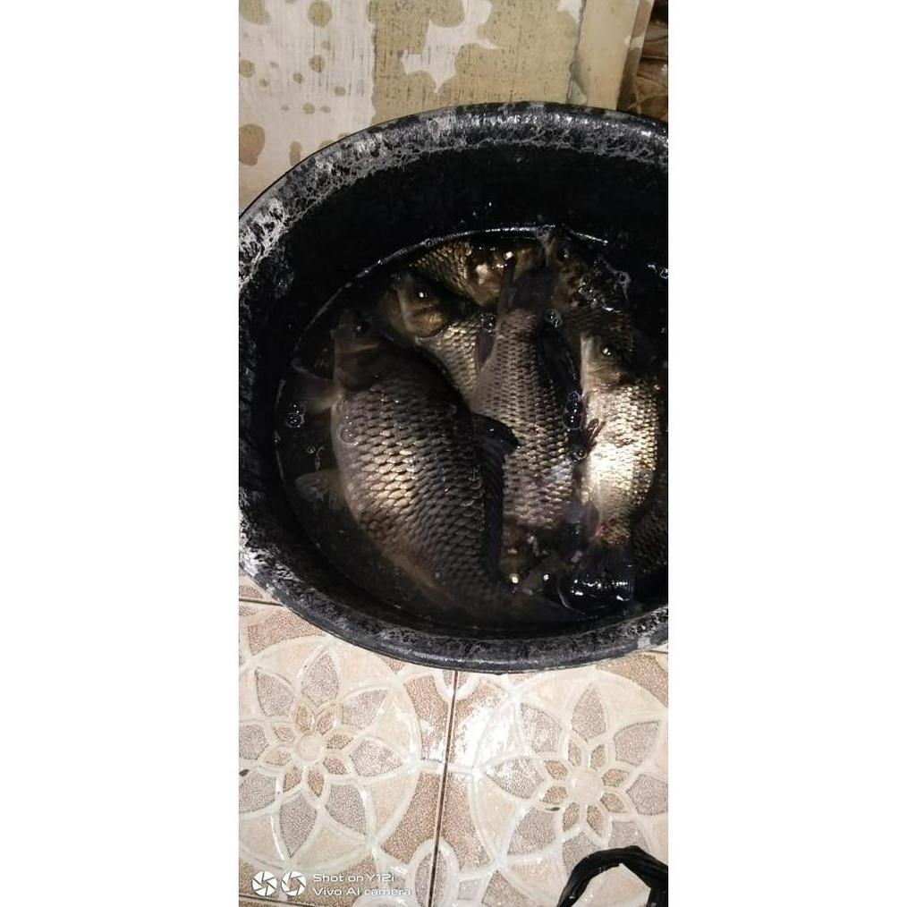 Trending Essen Ikan Mas Taro Susu 30 Ml_Essen Ikan Mas Anti Boncos_Essen Ikan Mas Juara_Essen Ikan M