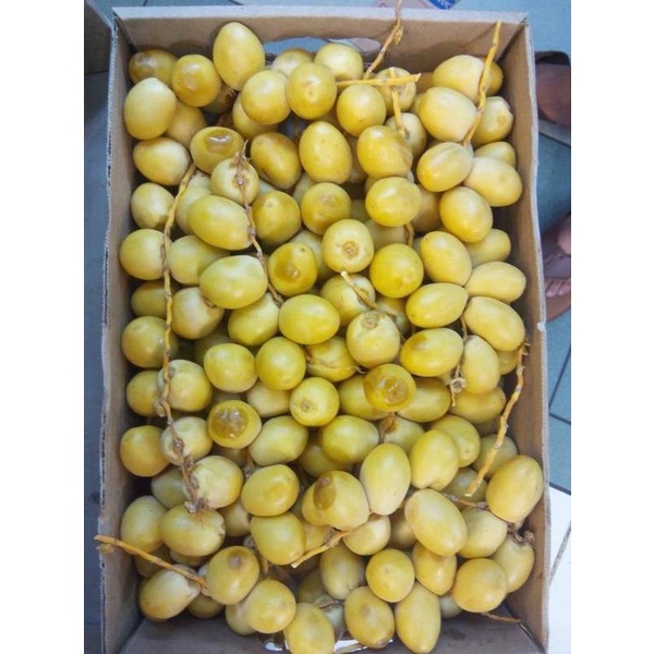 

Kurma Muda Silahkan Diorder Lapaklusimarianti