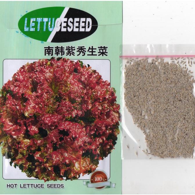 Terlaris Benih Selada Merah 1000 Biji Super