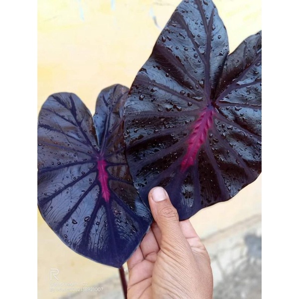 colocasia black lava (original)