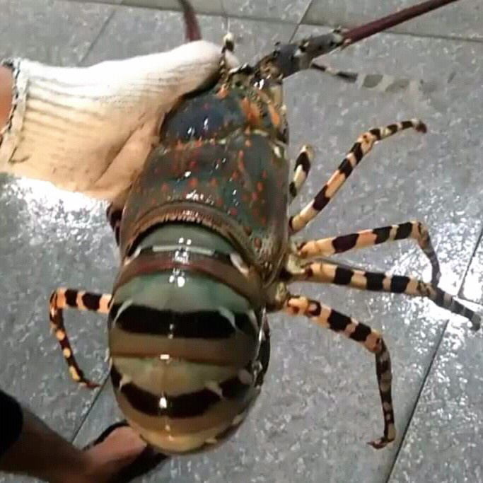 Lobster Laut Segar Fresh Dan Bergaransi 1Kg