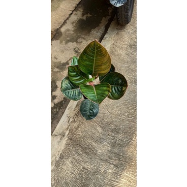 aglonema lipstic cobra