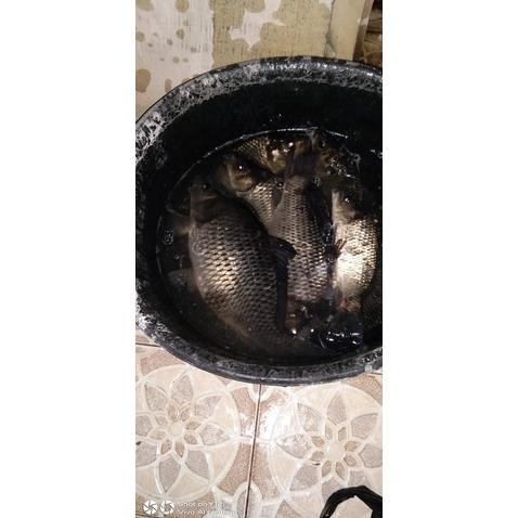 Terlaris Essen Bandrek Usar Oplosan Ikan Mas/ Essen Ikan Mas Lomba / Esen Ikn Mas /Essen Galapung Ga