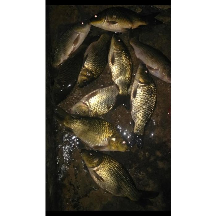 Viral Essen Melinjo 30 Ml/Esen Ikan Mas /Esen Ikan Mas/Essen Lomba Ikan Mas /Esen Oplosan Ikan Mas/E