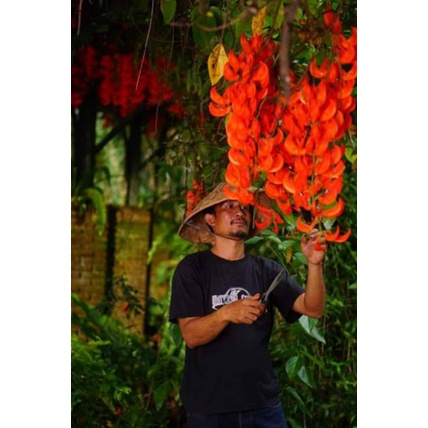 BIBIT BUNGA RAMBAT FLAME OF IRIAN "MERAH API"