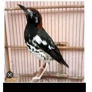 anis kembang rawatan