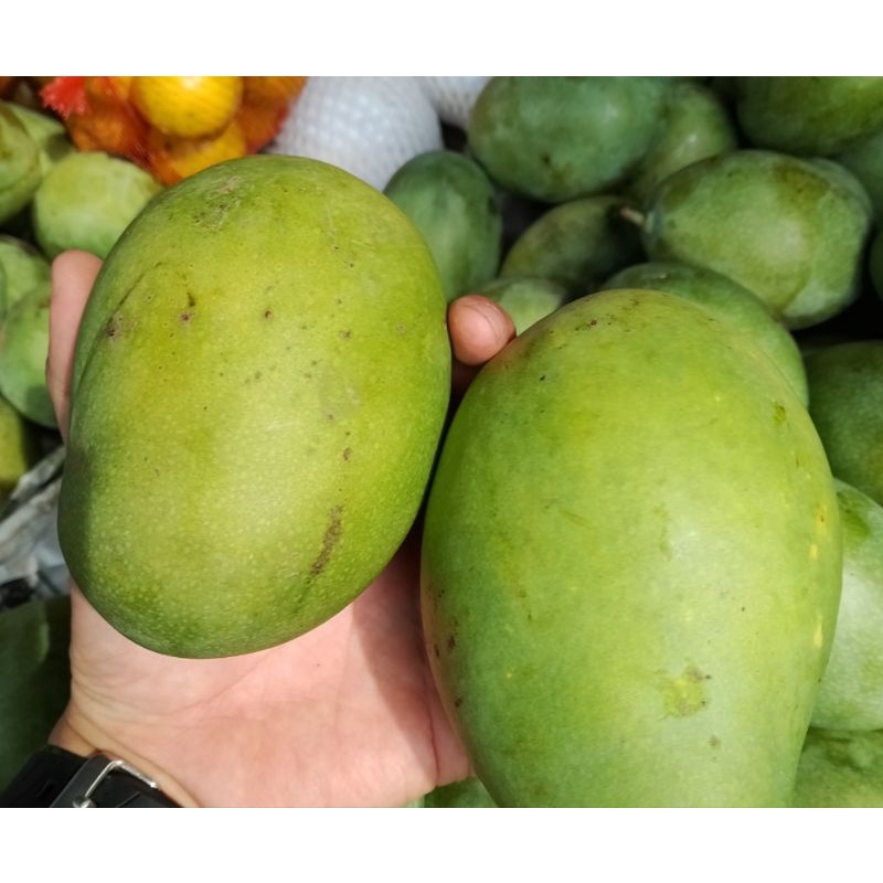 

Mangga Alpukat (Klonal) by Buwah Fresh