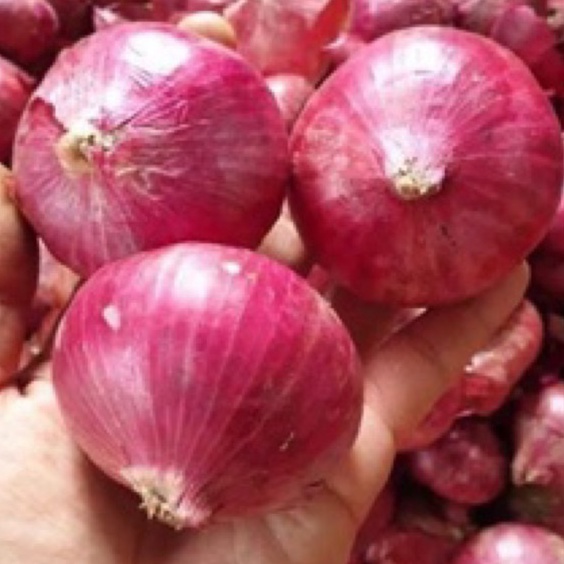 

NYCD7079 [KODE 77] BAWANG MERAH INDIA 1 KG BRAMBANG MERAH IMPORT BAWANG PEKING