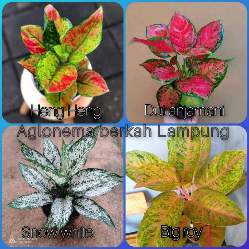 Paket aglonema Murah 4 Jenis Bunga Aglonema