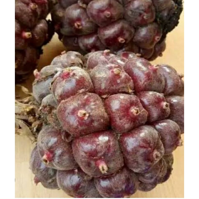 

Honje Laka / Buah kecombrang merah Segar