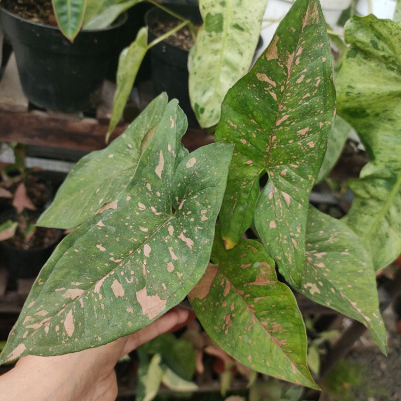 syngonium pink splash allusion