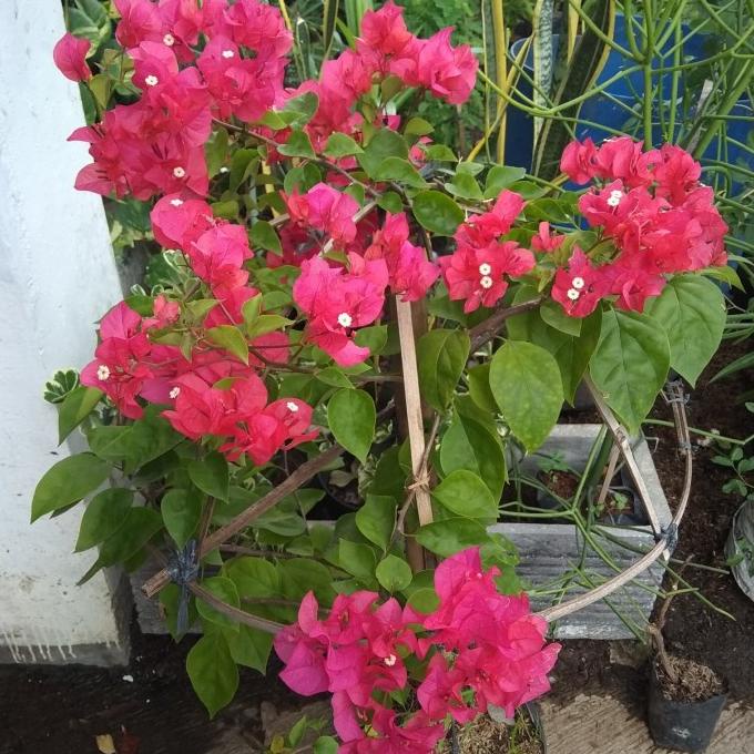 Tanaman Bougenville rimbun/ Bougenville bunga tumpuk pink