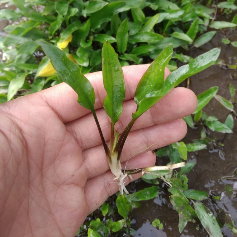 cryptocoryne wendtii green / crypto green / Cryptocoryne Hijau / crypto hijau