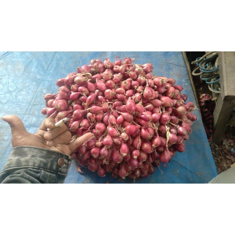 

BAWANG MERAH