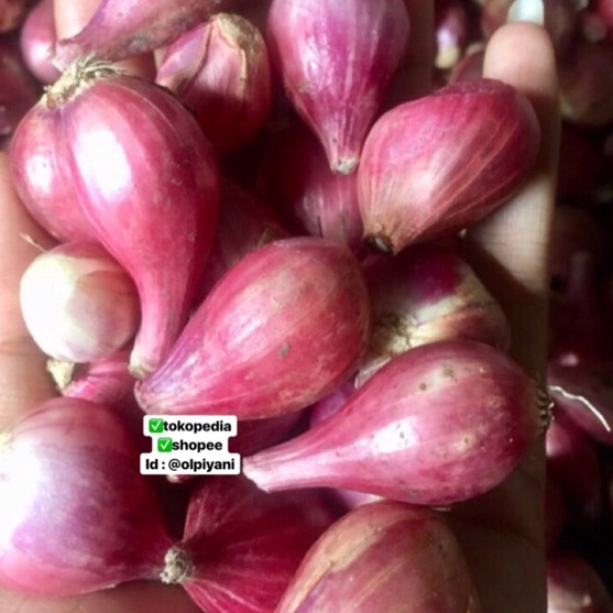 

TRVW1265 (COD )NEW_PRODUCT Bawang merah sedang 1kg