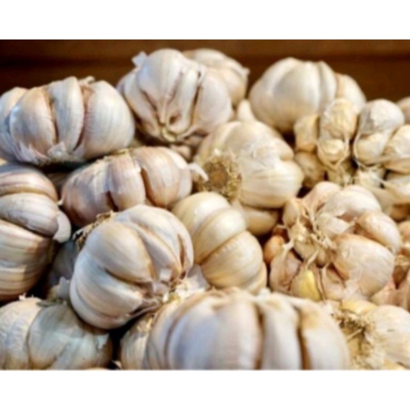 

bawang putih asli