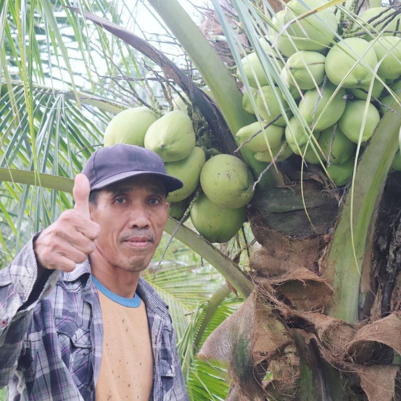 Bibit buah kelapa nias genjah