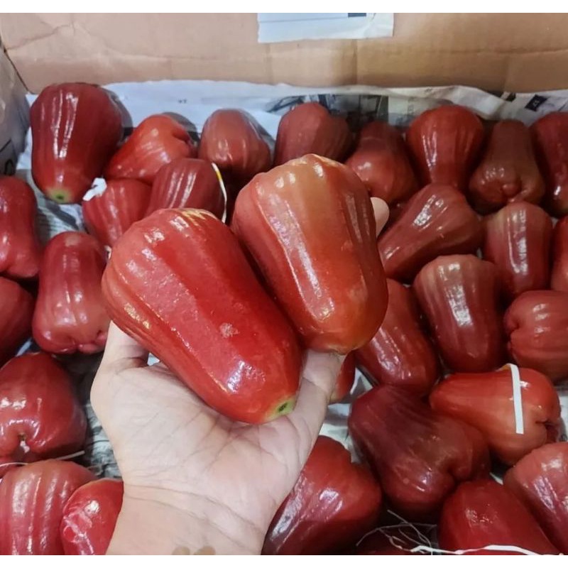 

Jambu Citra 1 Kg [pengiriman instant dan sameday]