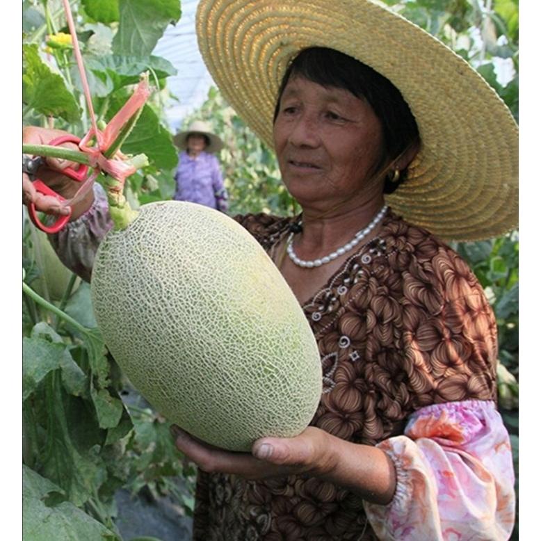 Terbaru Melon F1 100 Biji Sweet Netted Hami Bentuk Oval Manis Dan Cruncy