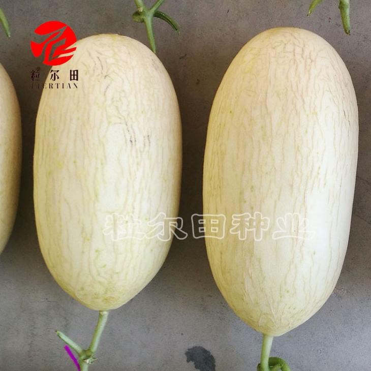 Terlaris Benih Melon Import -- Ertian Hami-- Paket Percobaan 10 Biji