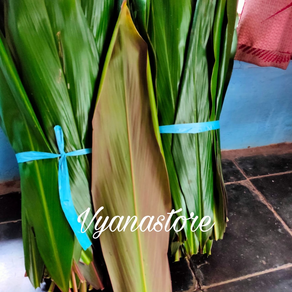 

Daun Andong Segar Bungkus Bacang - Bakcang Daun Hanjuang fresh Herbal 1 kg